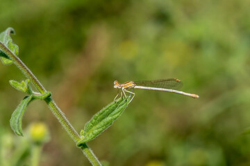 Close up of damselfly with orange and beige markings resting on a leaf with green background on a sunny day in Israel.
