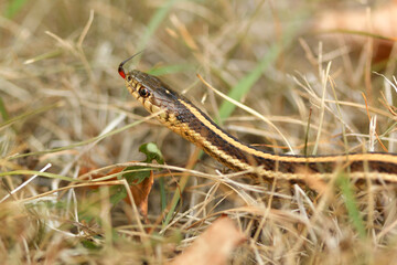 Close up of a Common Garter snake slithering around in the dead grass in the Autumn in Minnesota, USA.
