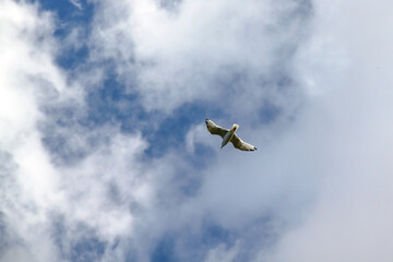 Flying seagull against blue sky with white clouds. Flying above a lake in Minnesota, USA
