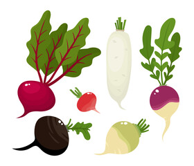 Bright vector collection of vegetable roots isolated on white.
