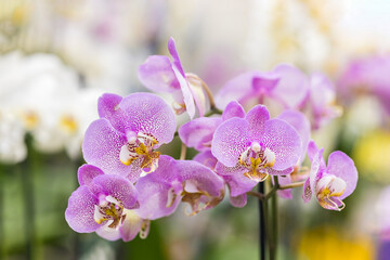 Close-up of a spotted orchid on a blurry background. Selective focus. Natural floral background for the designer. Phalaenopsis orchid in the store.