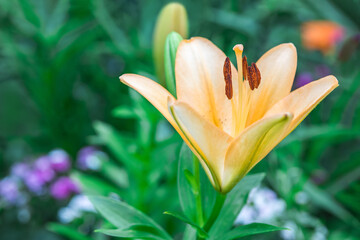 Yellow lily flower close-up on a blurry green floral background. Beautiful floral background, macro photography.