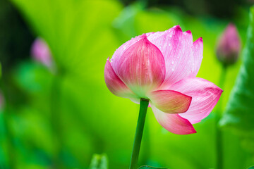 雨粒滴る1輪の蓮の花
【a lotus flower with raindrops】