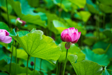 雨上がりの蓮池の風景
【scenery of lotus pond after rain】