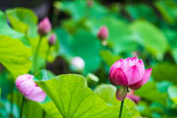 雨上がりの蓮池の風景
【scenery of lotus pond after rain】