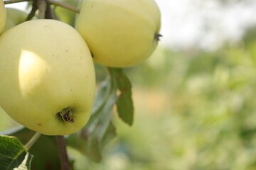 white apples on a tree with leaves