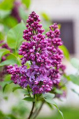 Fototapeta premium Purple blooming lilac closeup. Decorative garden shrub with purple flowers.