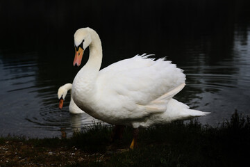 Close up of a magnificent swan standing on the edge of a bank against dark water and background