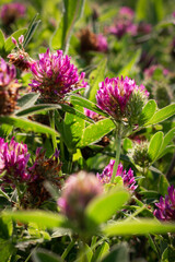 bright clover on a summer meadow