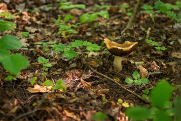 mushroom in the forest