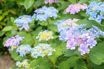 綺麗な紫陽花畑