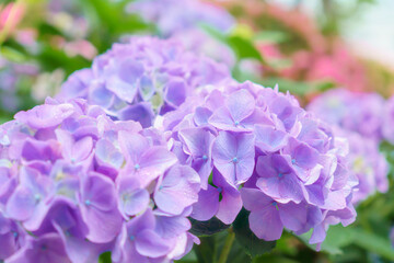 可愛い紫陽花