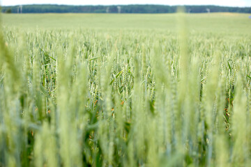 field with wheat near forest