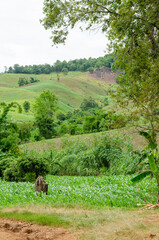 Shifting cultivation landscape of agriculture on the hill, bald mountain