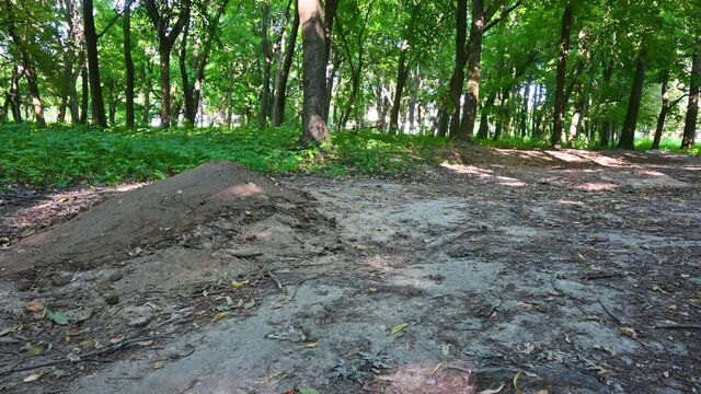 MTB trail riding on the MTB bicycle in the summer season