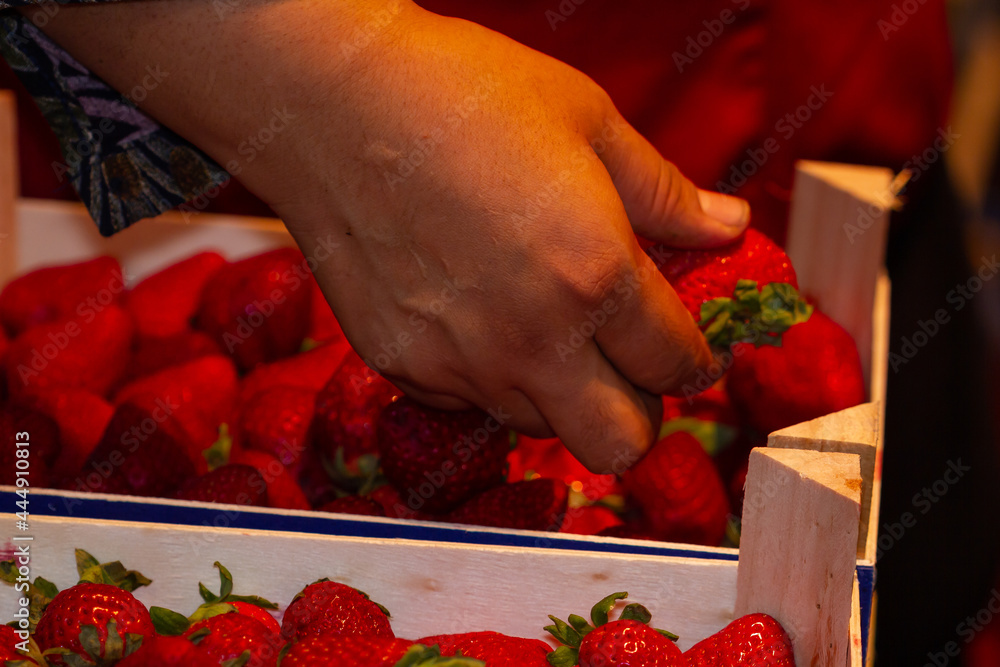 Wall mural closeup of the man's hand picking some strawberries.