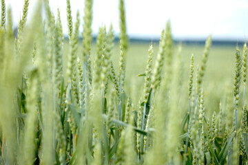field with wheat near forest