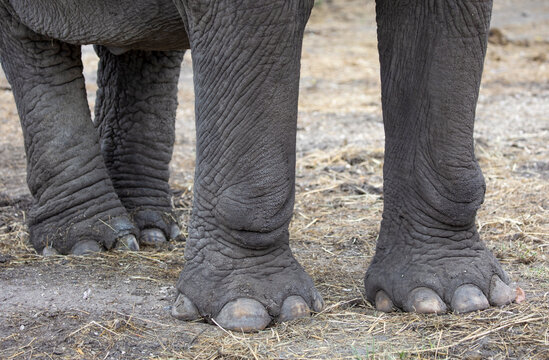 Detail of elephant feet outdoor