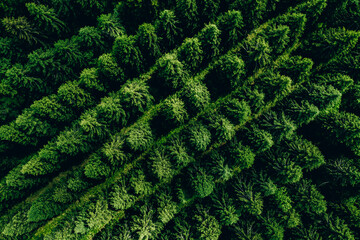 Aerial view of green summer forest with spruces