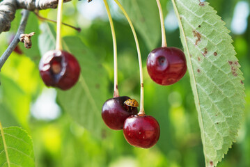 Ciliegie selvatiche danneggiate