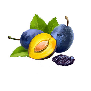 Damson or damsonplum, damascene isolated fruit whole and half with green leaves, fresh or dried. Hand drawn digital art illustration, edible drupaceous fruit, plum-like exotic tropical food snack.