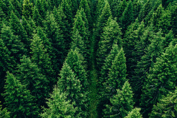 Fototapeta premium Aerial view of green summer forest with spruces