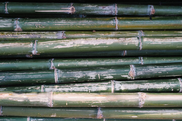 green bamboo