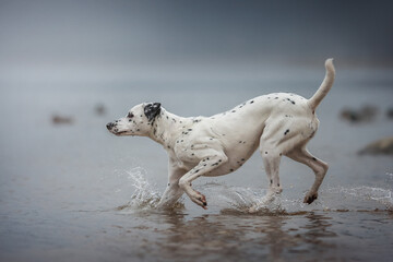 A purposeful spotted Dalmatian running through the water scattering spray against the background of floating ducks