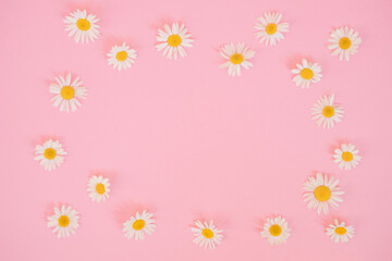 Fototapeta na wymiar White chamomiles on a pink background. The spring-summer concept. Copy space