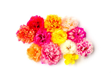 Portulaca grandiflora flowers isolated on white