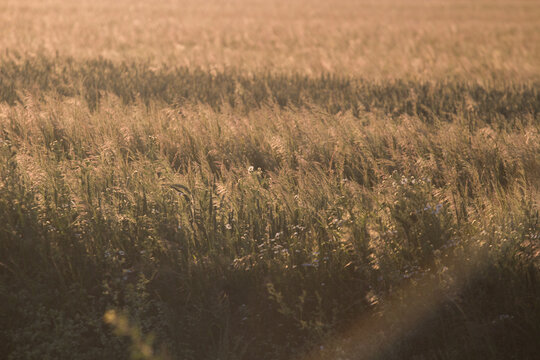 Wheat fields in a sunset backlit