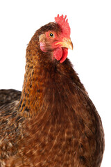 Hen isolated on white background