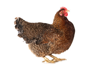 Hen isolated on white background