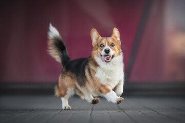 Funny welsh corgi pembroke running and playing against the backdrop of a red city glass building. Paws in the air. The mouth is open. Crazy dog