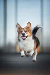 Funny welsh corgi pembroke running and playing against the backdrop of a city mirror building. Paws in the air. The mouth is open. Crazy dog