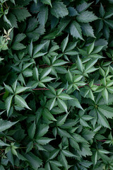 Ivy leaves wall in the park. Nature abstract concept background