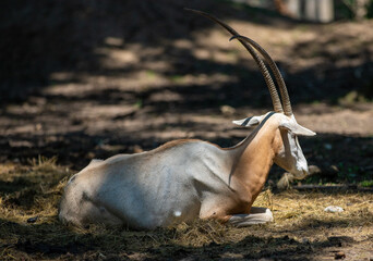 Oryx dammah antelope standing on the ground in the shade