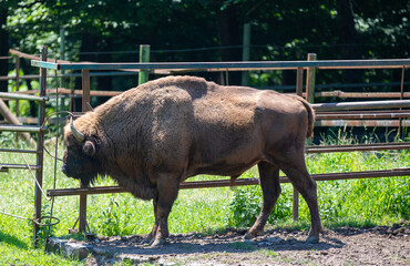 a bison in a zoo