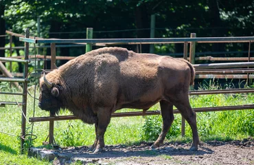 Foto op Plexiglas a bison in a zoo © sebi_2569