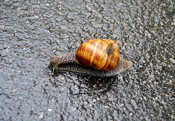 Big garden snail in shell crawling on wet road hurry home