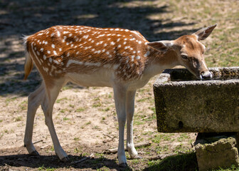 a deer drinks water from the trough