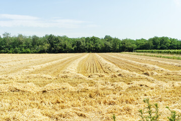 Campo mietuto nella pianura italiana
