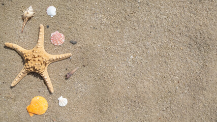 Fototapeta na wymiar Seashells and sea star on a sand. Text space, top view