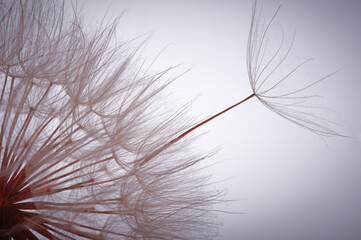 Abstract dandelion flower background. Seed macro closeup. Soft focus. Vintage style