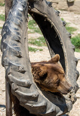 a bear playing in captivity