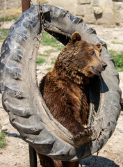 a brown bear playing at the zoo