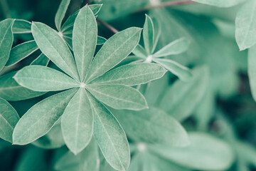 Green round leaves