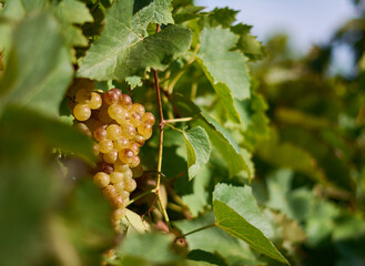White Bianca grapes in Hungarian wineyard