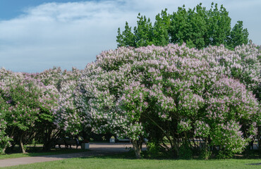 Several blooming bright pink lilac bushes in a park