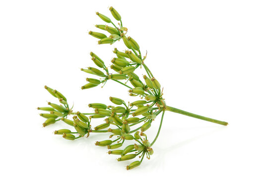 Fennel close-up isolated.